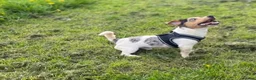 Jack Russell dogs for stud: Silver Merle carrying Blue and Chocolate in Bradford - Advert 2