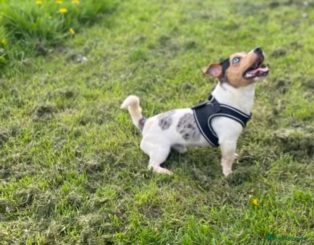 Jack Russell dogs for stud: Silver Merle carrying Blue and Chocolate in Bradford - Advert 2