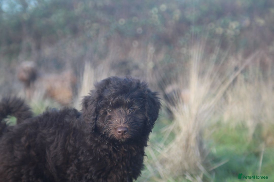 Australian Labradoodle dogs for sale: Health Tested ✔️ BOTH✔️ Parents HIP& ELBOW scored - Advert 15