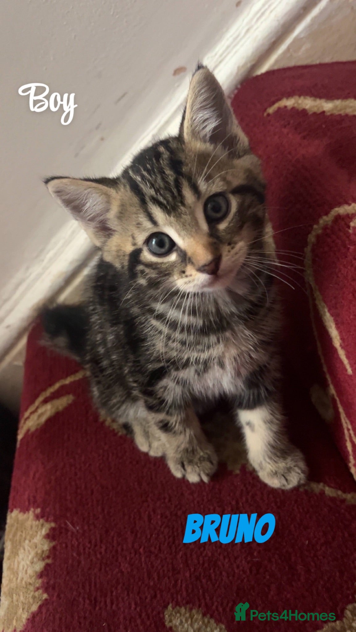American Shorthair cats 6 Kittens - Advert 8