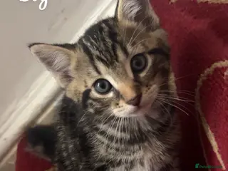 American Shorthair cats 6 Kittens - Advert 1