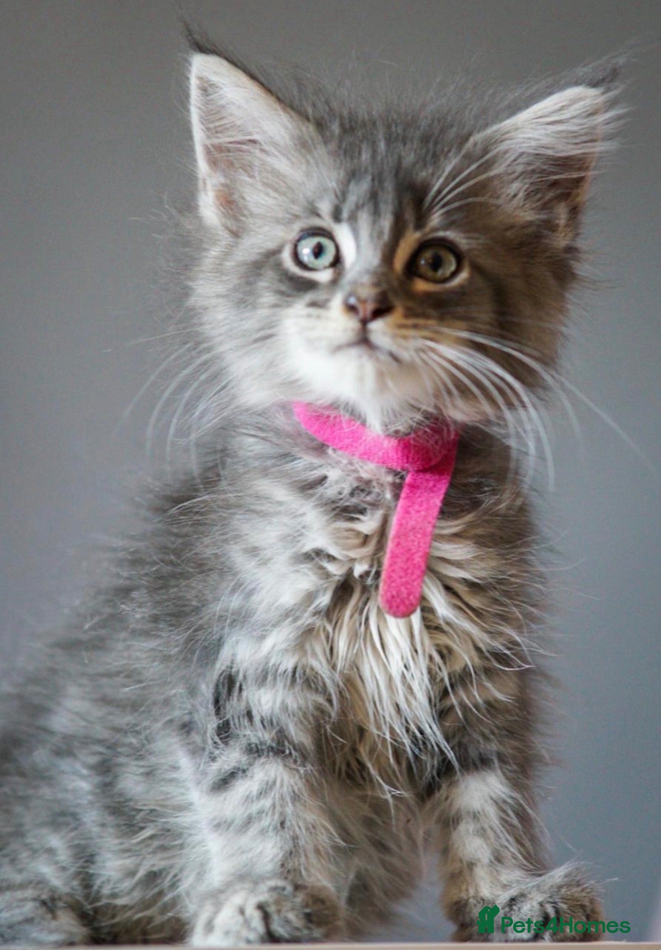 Maine Coon cats Stunning Mainecoon kittens ready now 1 boy 2girls  - Advert 7
