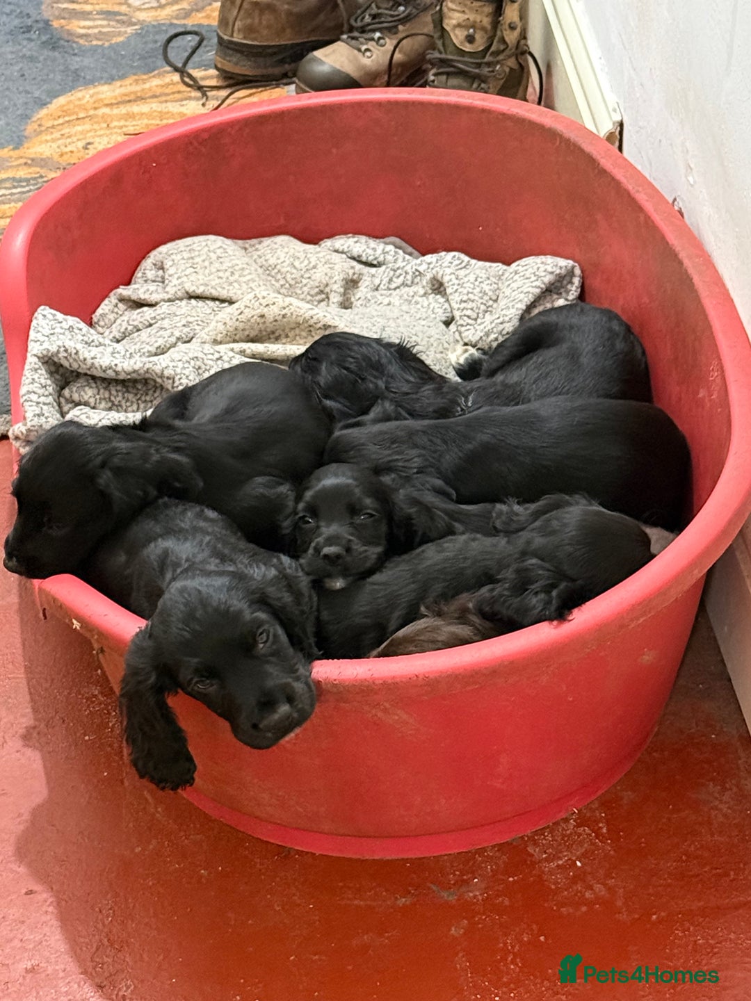 Cocker Spaniel dogs for sale: Working Cocker Spaniels - Advert 9