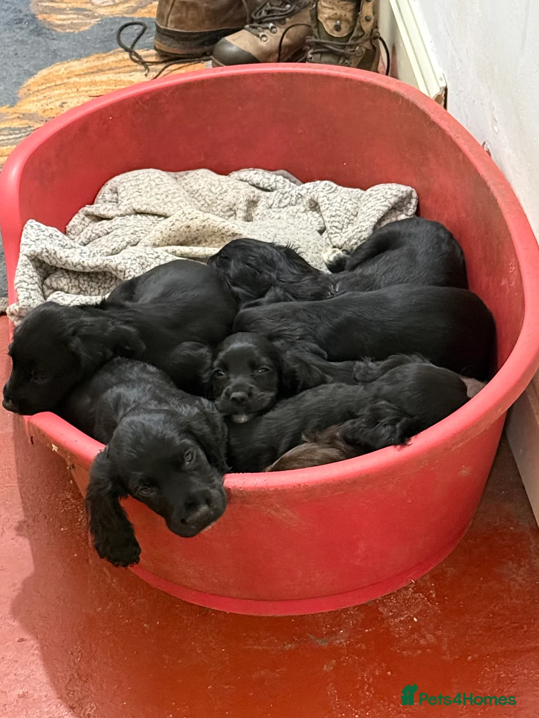 Cocker Spaniel dogs for sale: Working Cocker Spaniels - Advert 9