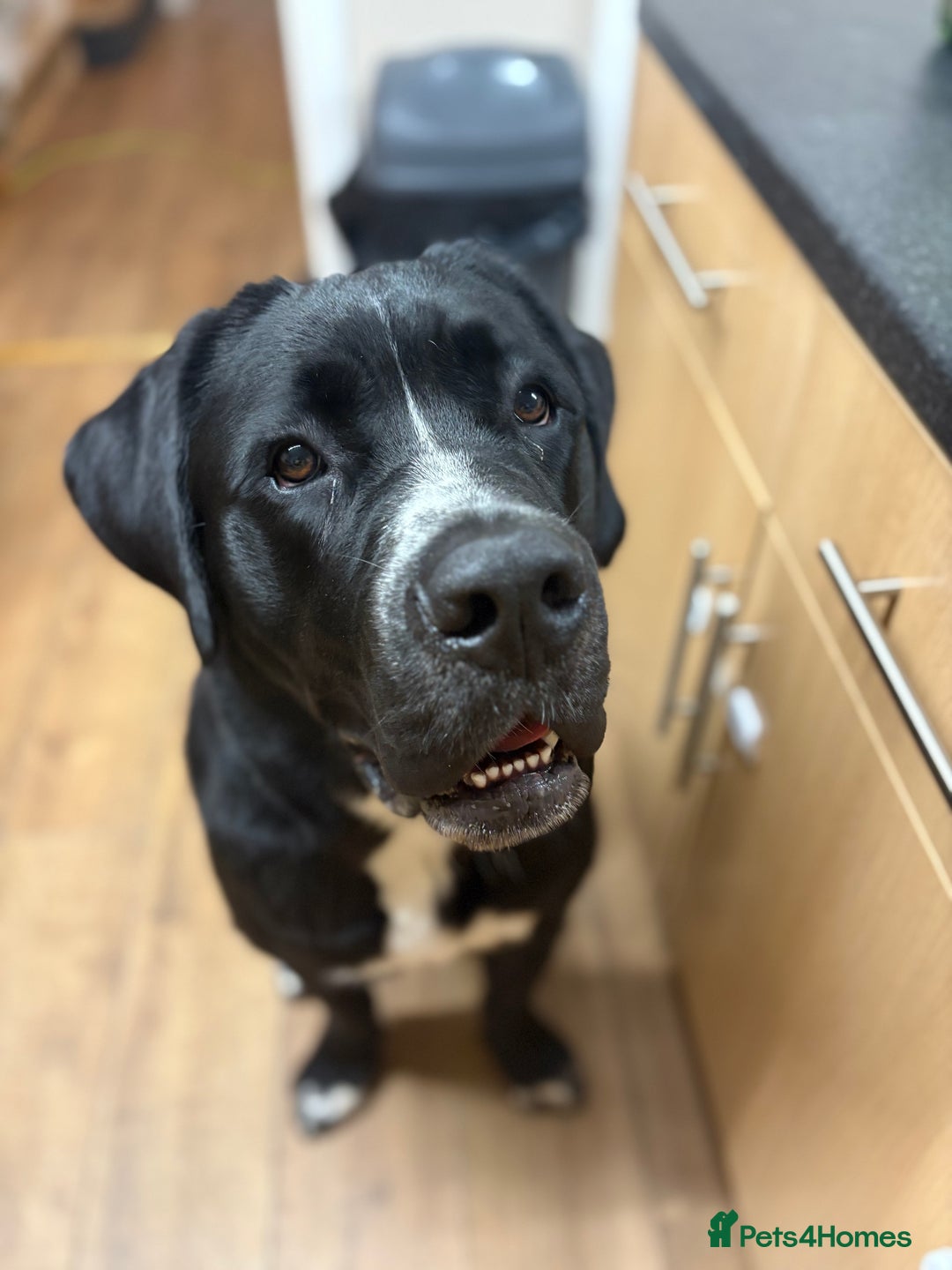 Mixed Breed dogs for sale: 1 year old Saint Dane - Image 2