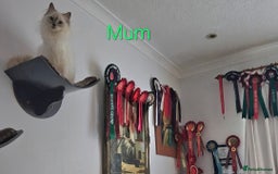 Ragdoll cats for sale: GCCF Registered Pedigree Lilac Point Ragdolls in Dundee - Image 9