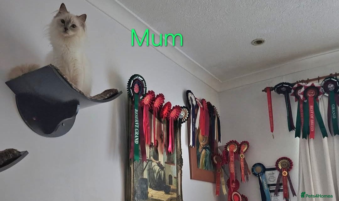 Ragdoll cats for sale: GCCF Registered Pedigree Lilac Point Ragdolls in Dundee - Image 9