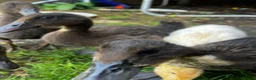 Ducks poultry for sale: Mixed ducks - Advert 4