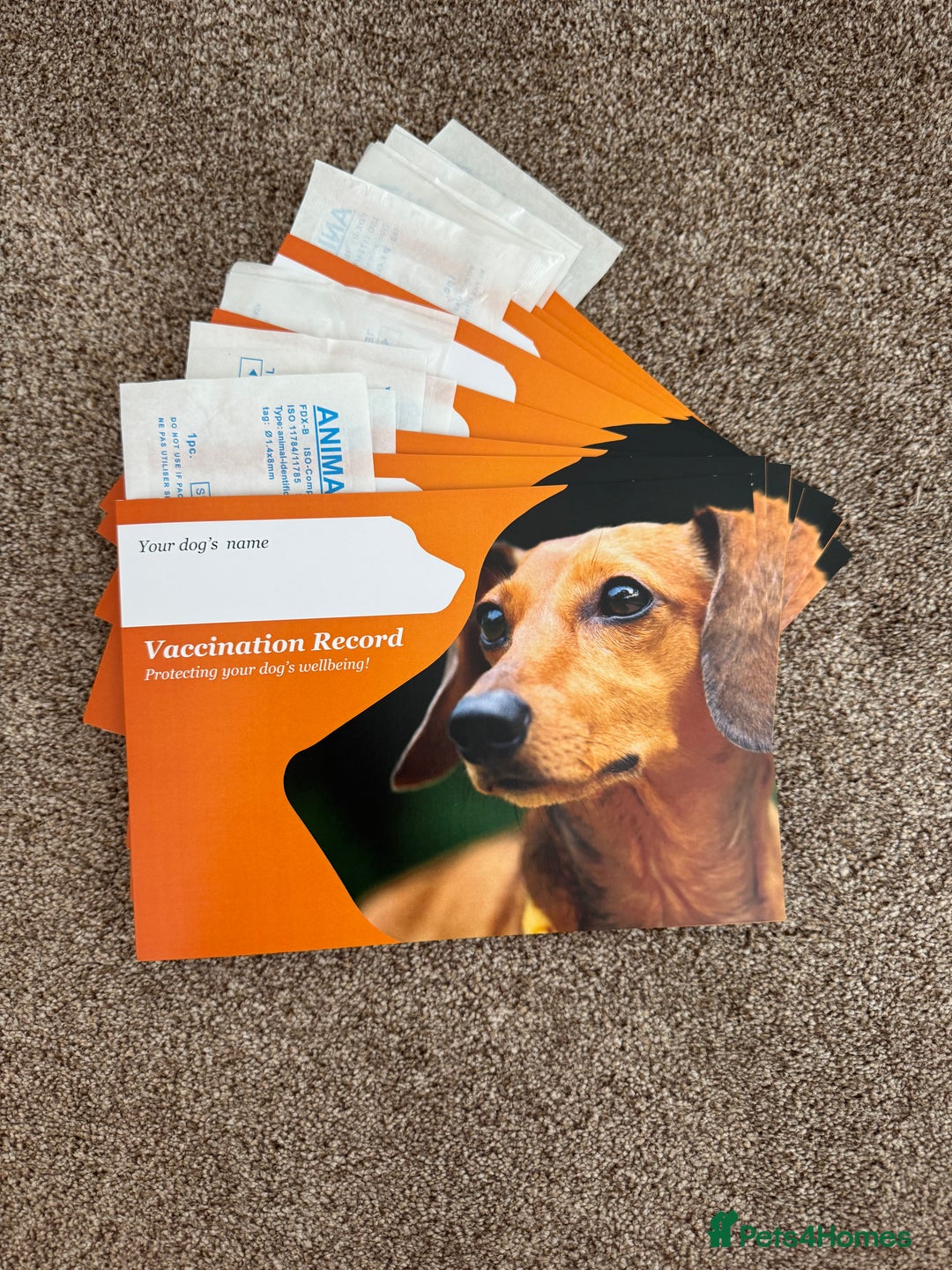 Cocker Spaniel dogs for sale: Beautiful cocker spaniel pups for sale!🐶 - Image 12