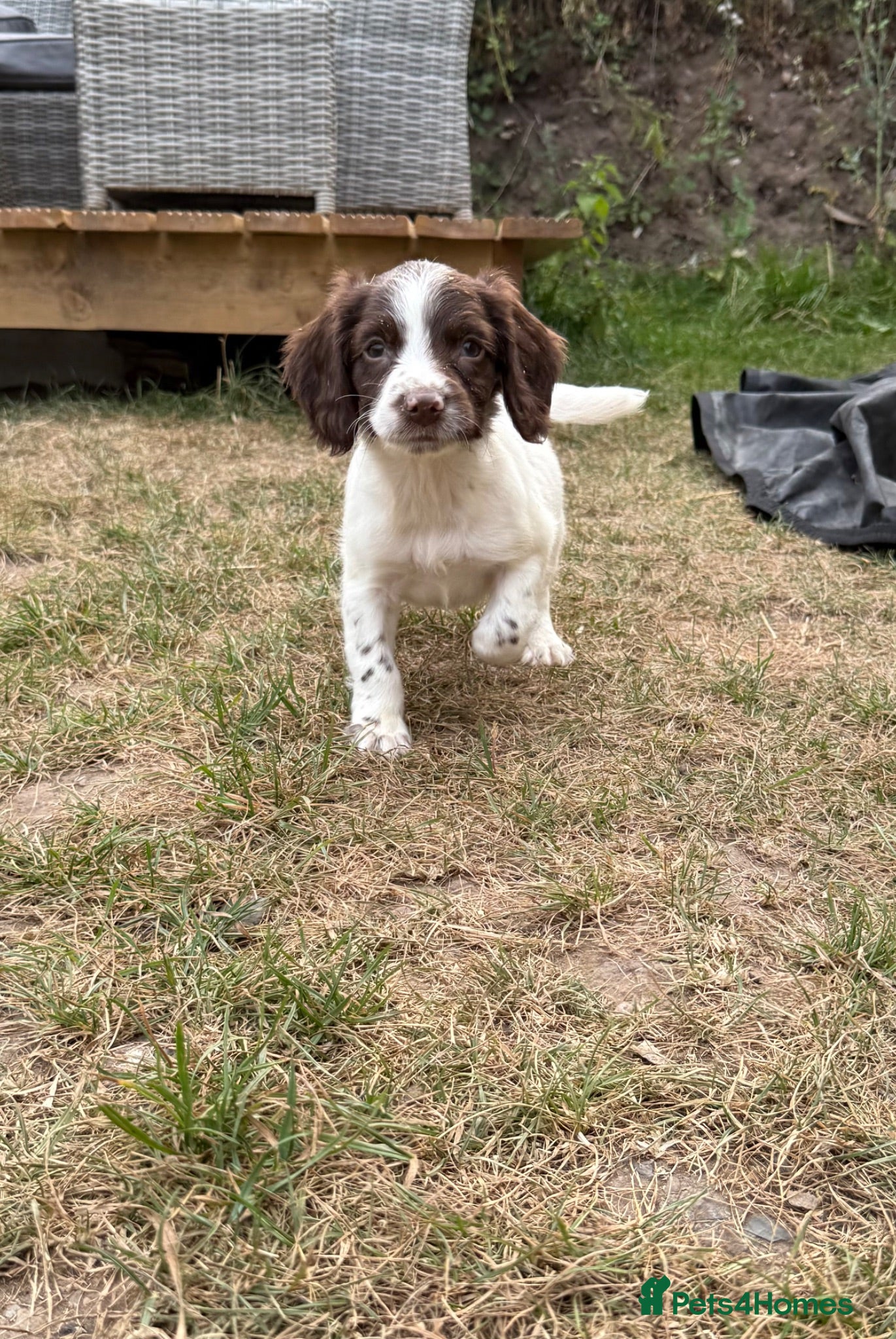 English Springer Spaniel dogs 1 available Well bred KC Springer Spaniel puppy - Advert 5