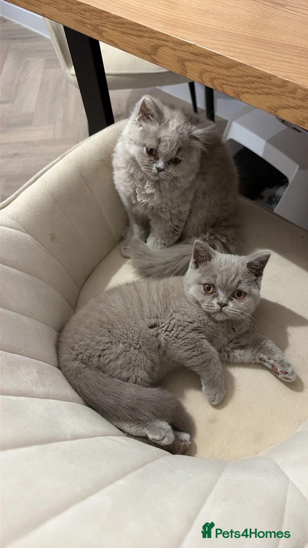 British Shorthair cats for sale: British short hair grey boy male 13 weeks old  - Advert 2