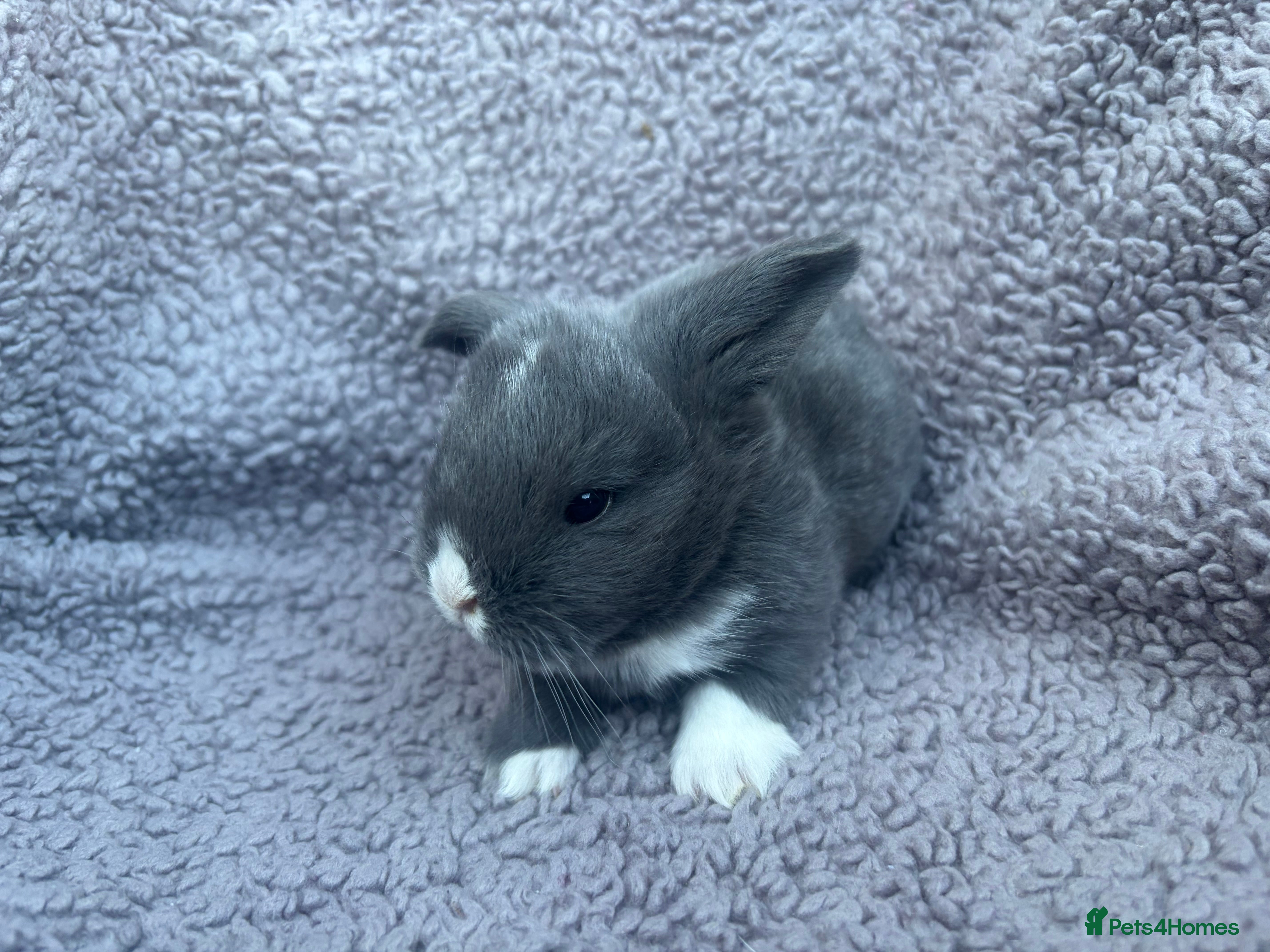 Mini Lop rabbits MINI LOPS READY 29th - Advert 15