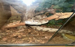 Boa Snake reptiles for sale: Boa constrictor  - Image 1