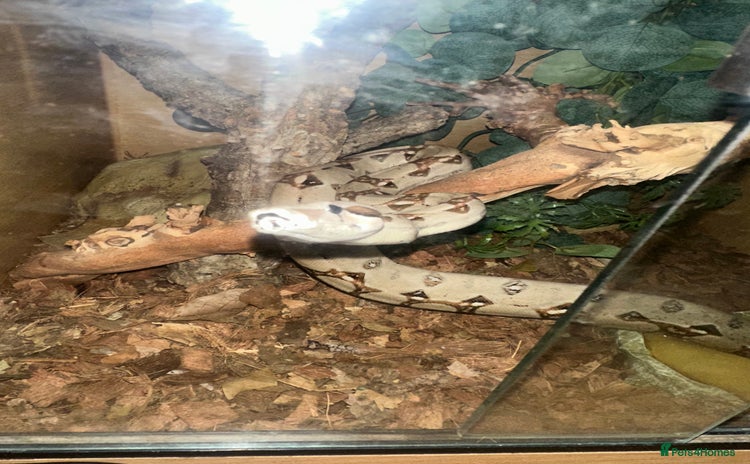 Boa Snake reptiles - Advert 14