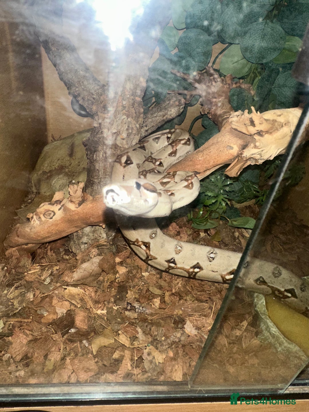 Boa Snake reptiles for sale: Boa constrictor  - Image 1