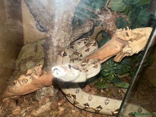 Boa Snake reptiles Boa constrictor - Advert 2