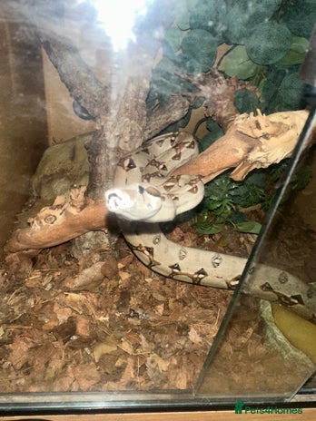 Boa Snake reptiles - Advert 1