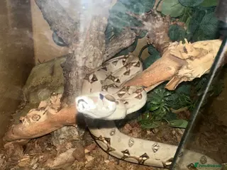 Boa Snake reptiles Boa constrictor - Advert 1