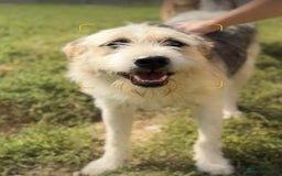 Mixed Breed dogs for adoption: Harley 💙 ( & brother Hershey )  - Advert 17