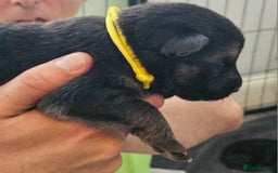German Shepherd dogs for sale: German shepherd  - Image 21