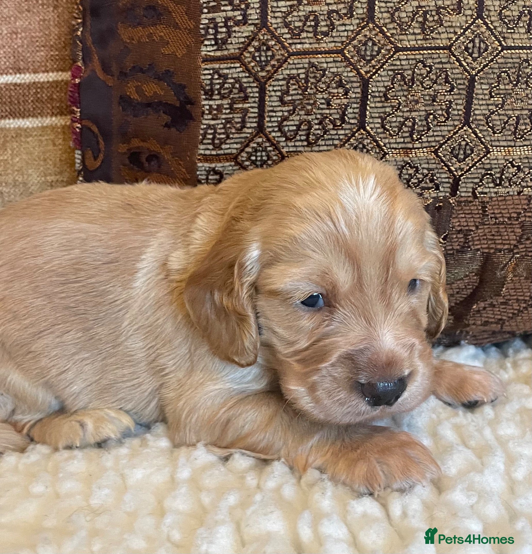 Cocker Spaniel dogs Beautiful litter of cocker spaniel puppies 🐾 - Advert 2