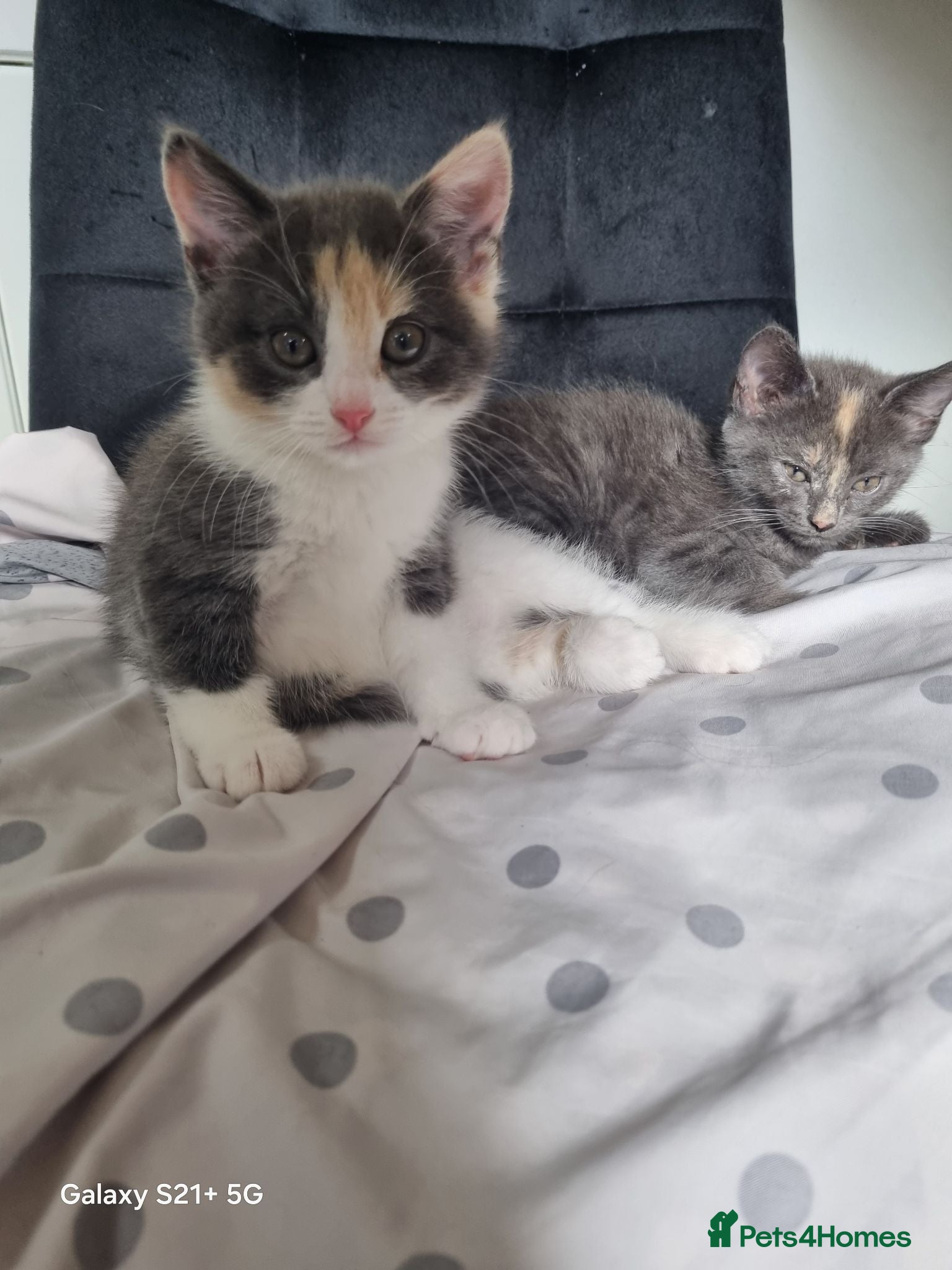 British Longhair cats Kittens for sale - Advert 12
