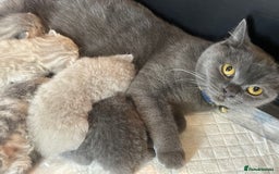 British Shorthair cats for sale: ❤️ British Shorthair kittens Stunning COLOURS 💙  - Image 2