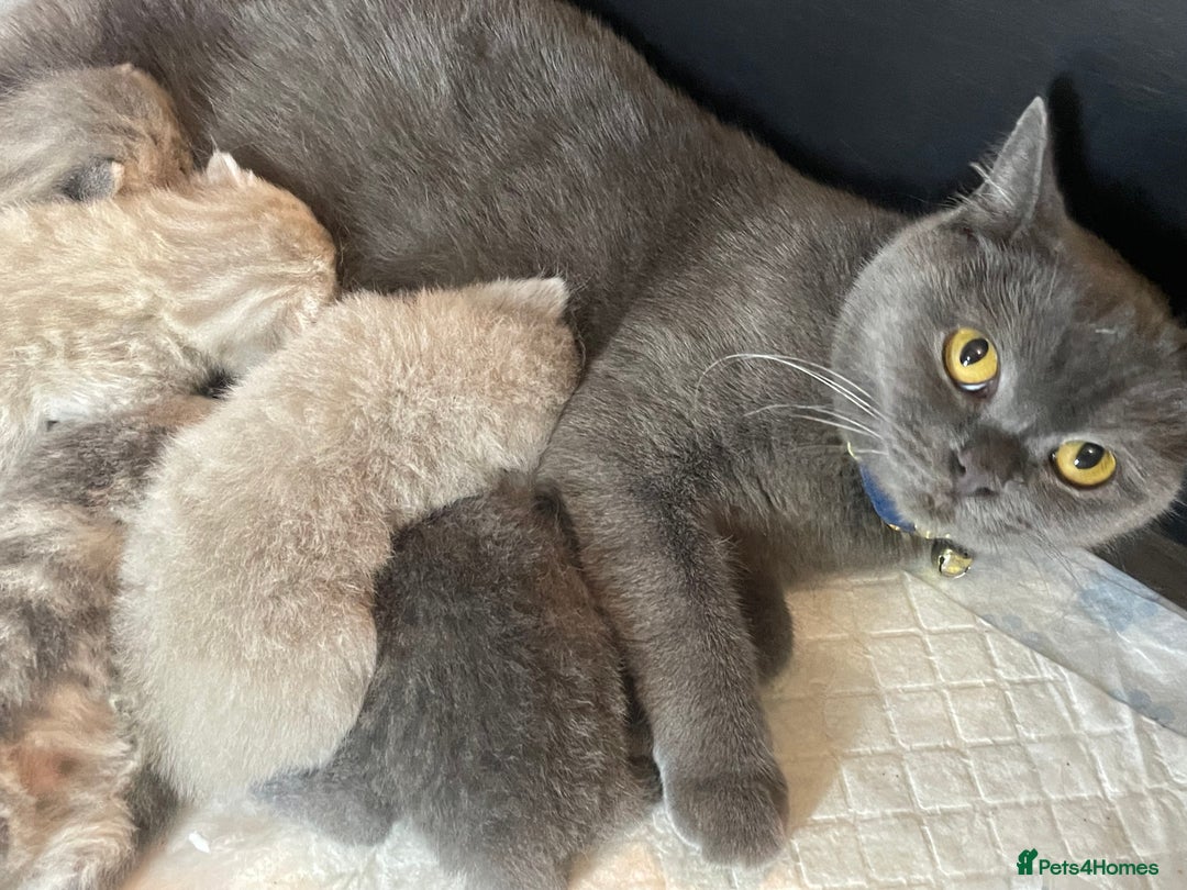 British Shorthair cats for sale: ❤️ British Shorthair kittens Stunning COLOURS 💙  - Image 2