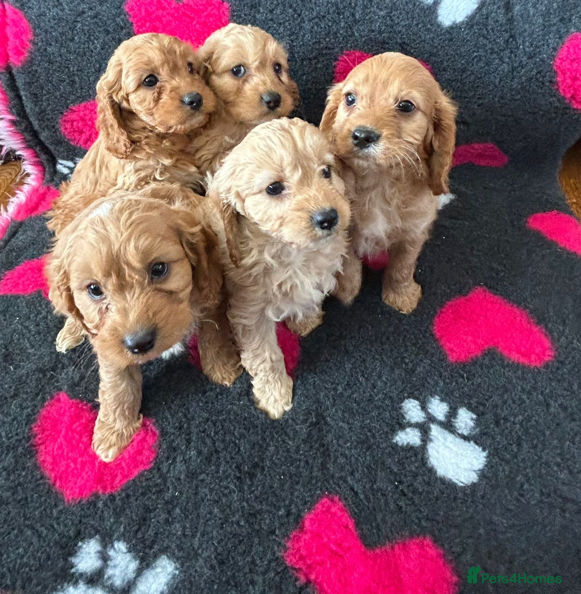 Cavapoo dogs for sale: Beautiful Cavapoo Puppies  - Advert 1