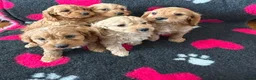 Cavapoo dogs for sale: Beautiful Cavapoo Puppies  - Advert 1