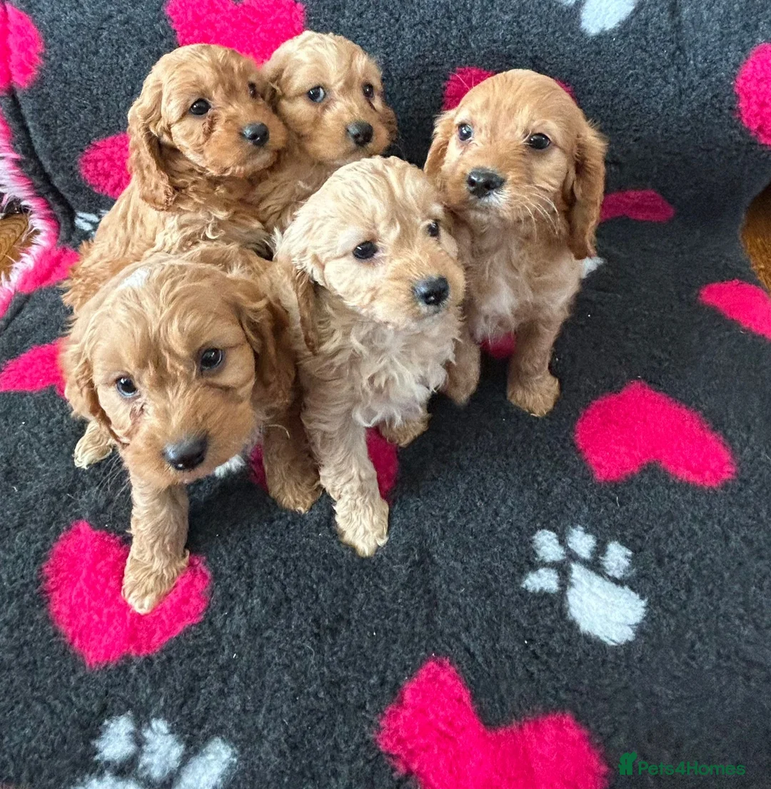 Cavapoo dogs for sale: Beautiful Cavapoo Puppies  - Advert 1