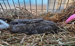 Dutch rabbits for sale: Rex X Dutch Bunnies  - Image 2