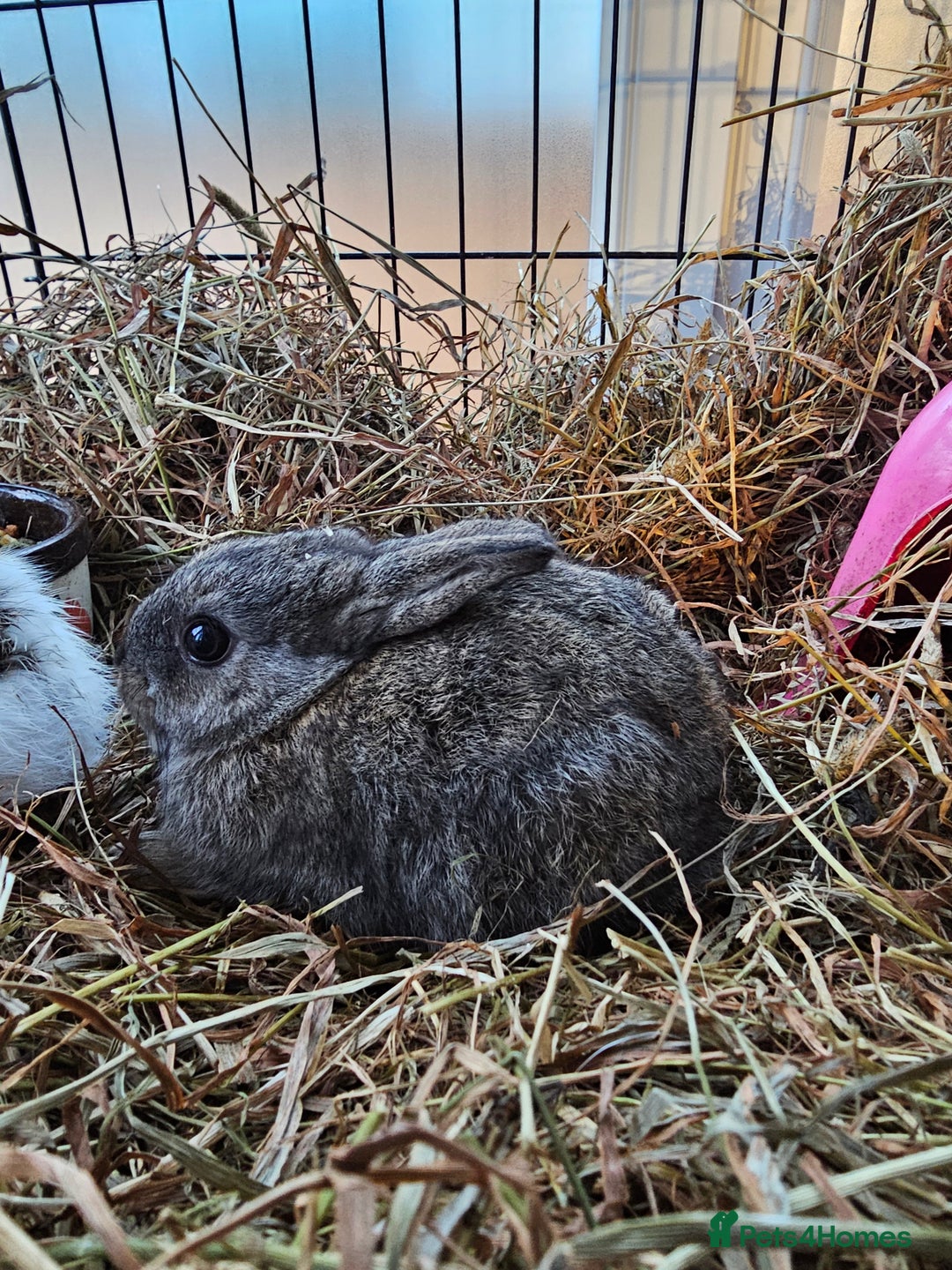 Dutch rabbits for sale: Rex X Dutch Bunnies  - Image 2