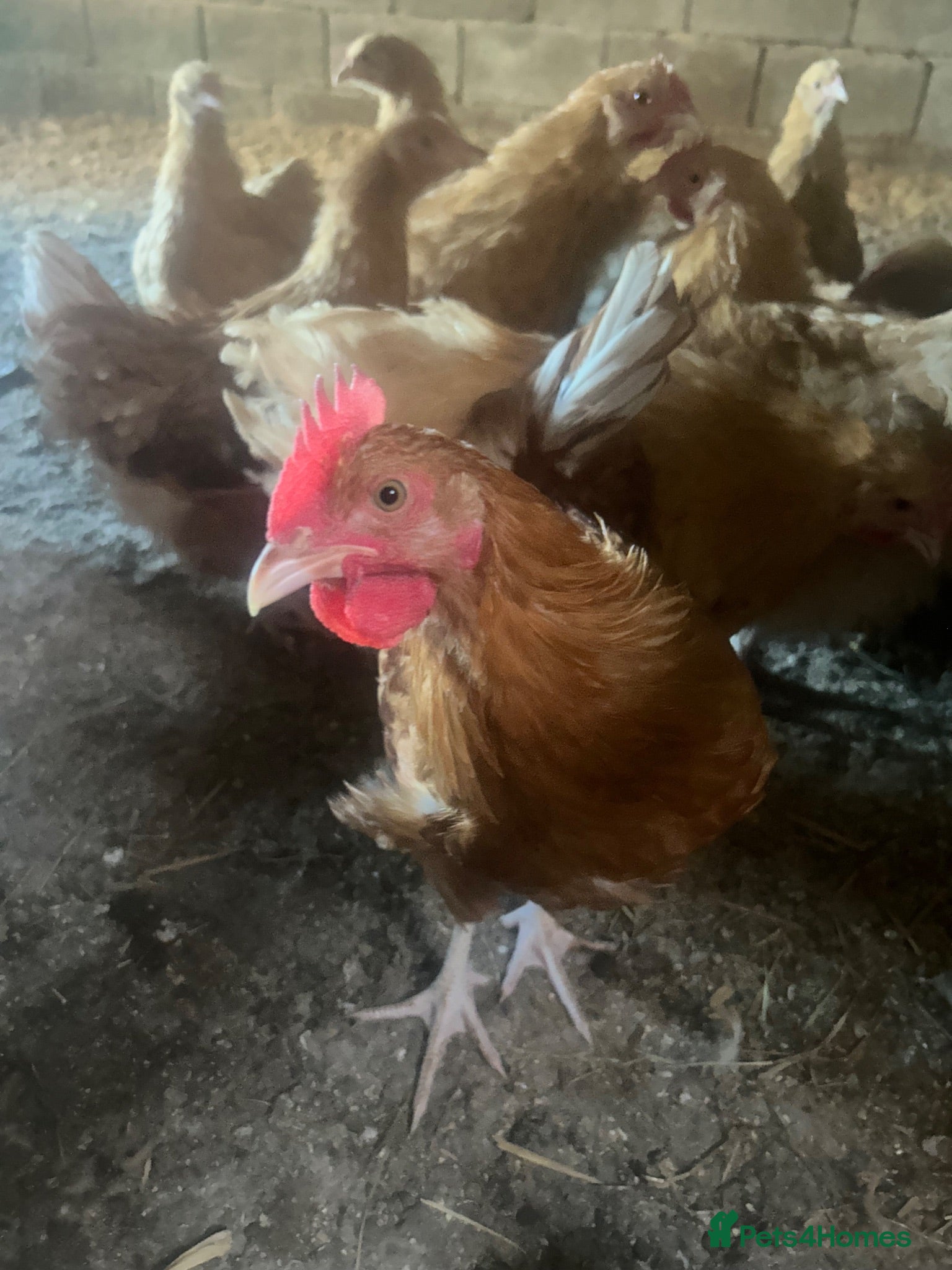 Chickens poultry 11 week old Buff Orpingtons - Advert 2