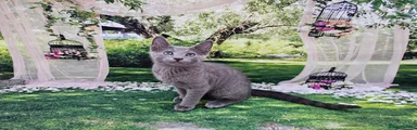 Russian Blue 1