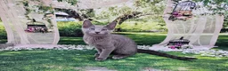 Russian Blue cats for sale: GCCF Registered Russian Blue Kittens - Advert 39