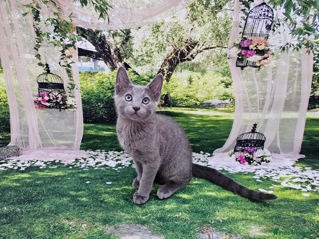 Russian Blue cats for sale: GCCF Registered Russian Blue Kittens - Advert 39