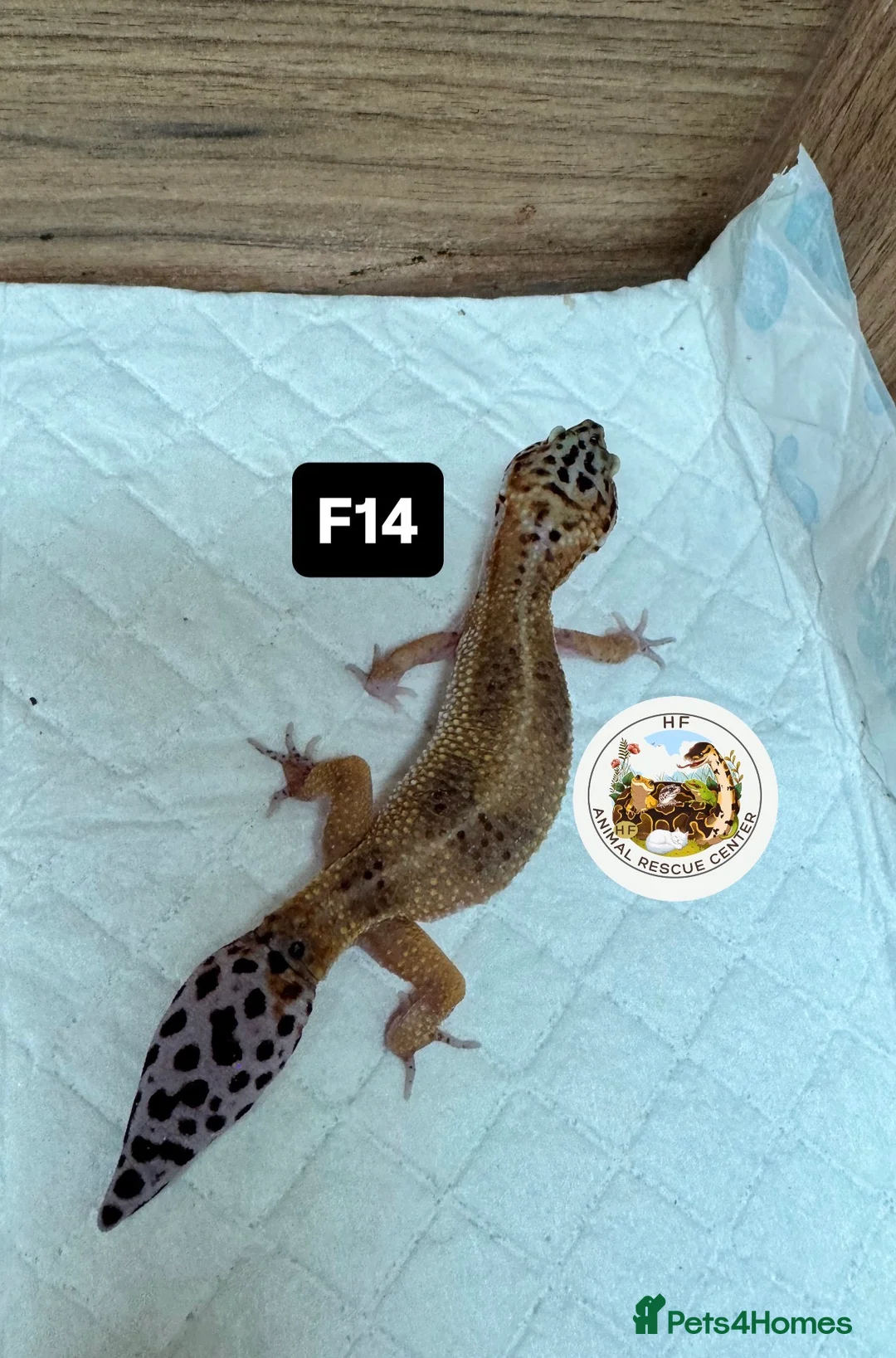 Leopard Gecko reptiles for sale: crested & leopard geckos - possible a full setup  - Advert 20