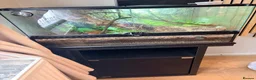Gecko reptiles for sale: Crested geko and full set up - Advert 2