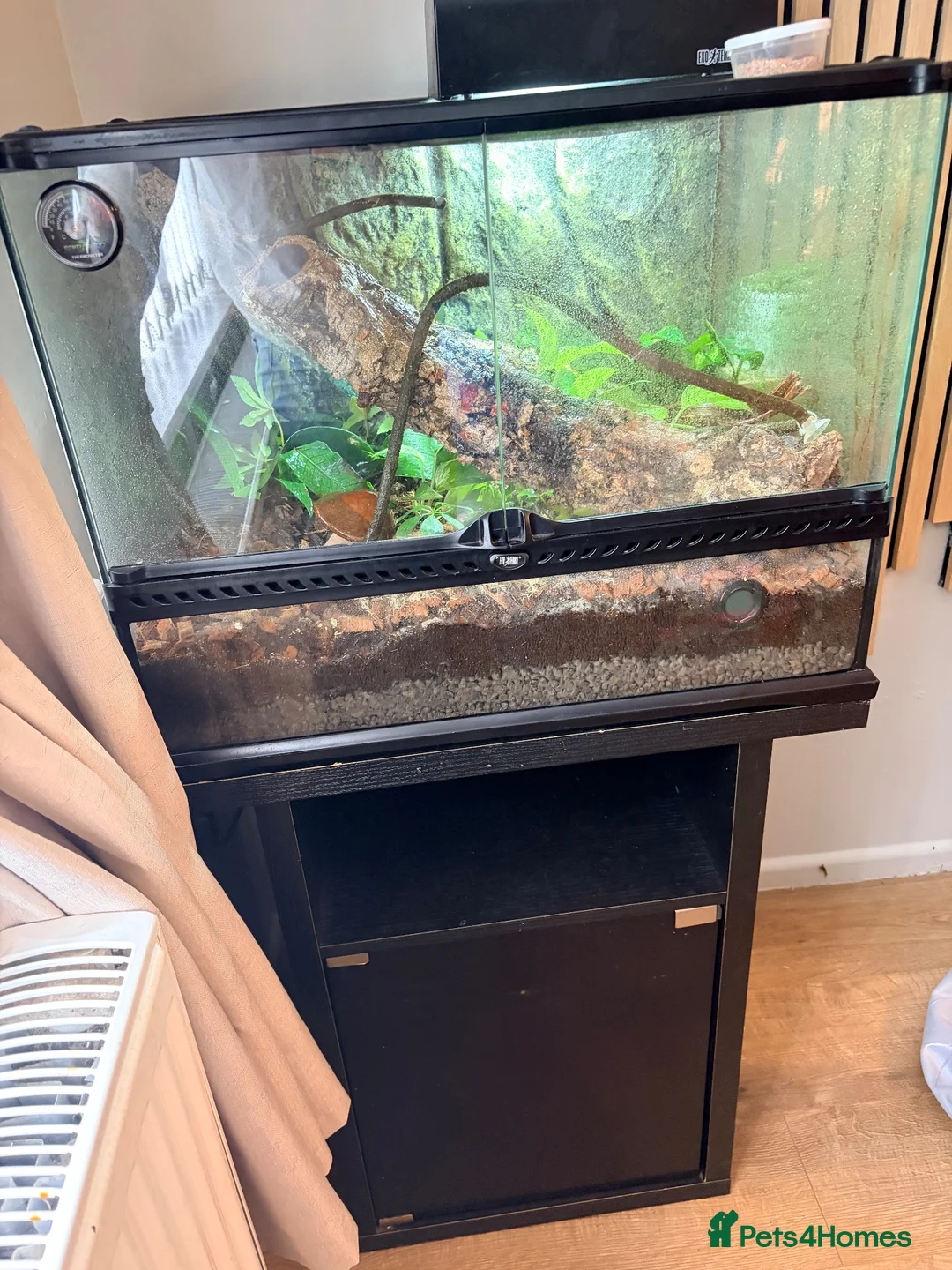 Gecko reptiles for sale: Crested geko and full set up - Advert 2
