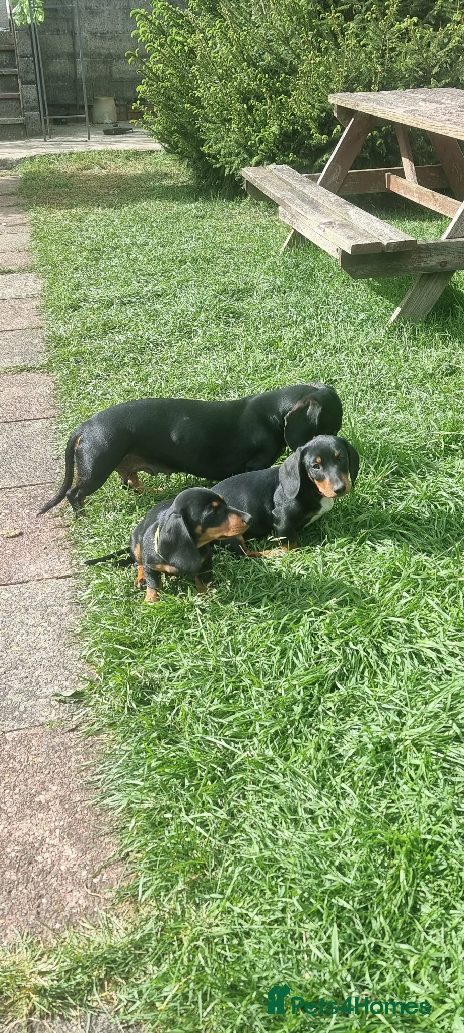 Dachshund dogs for sale: Standard dachshund  - Advert 7