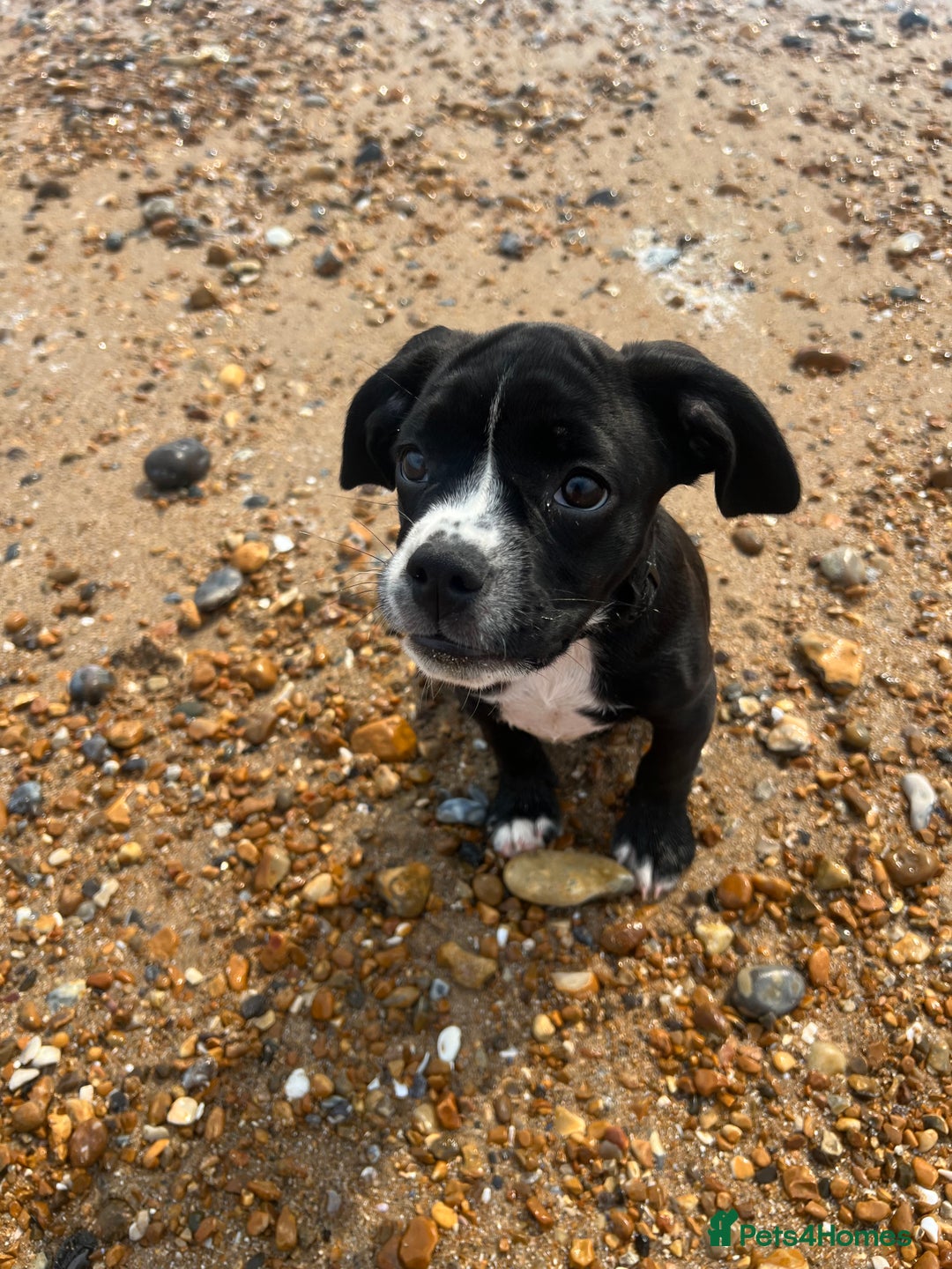 Mixed Breed dogs for sale: Female cocker bull  - Advert 5