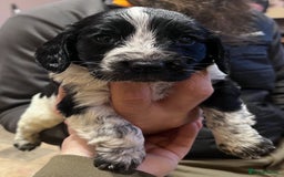 Cocker Spaniel dogs for sale: Stunning cocker spaniel puppies (blue roans)  - Advert 5