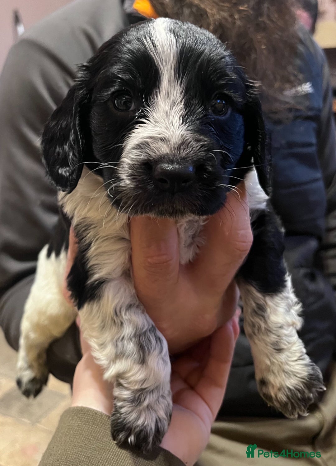 Cocker Spaniel dogs for sale: Stunning cocker spaniel puppies (blue roans)  - Advert 5