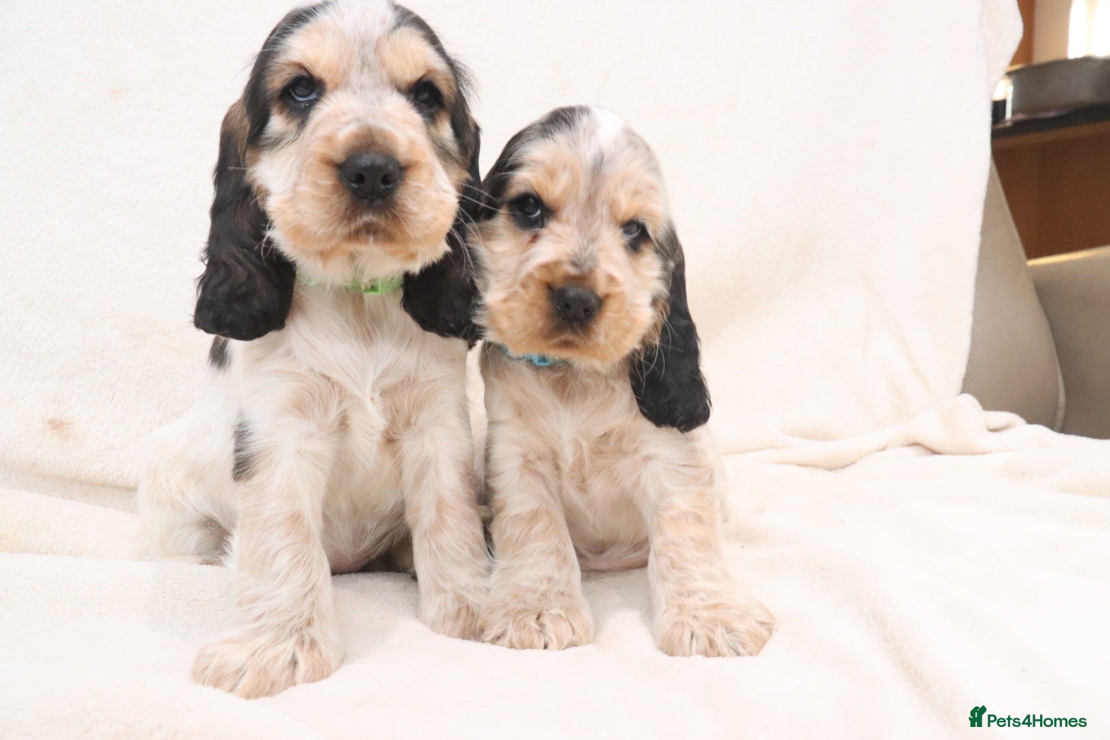 Cocker Spaniel dogs 🤎🧡 2 BOYS Chocolate Sable & Tan 🧡🤎 - Advert 1