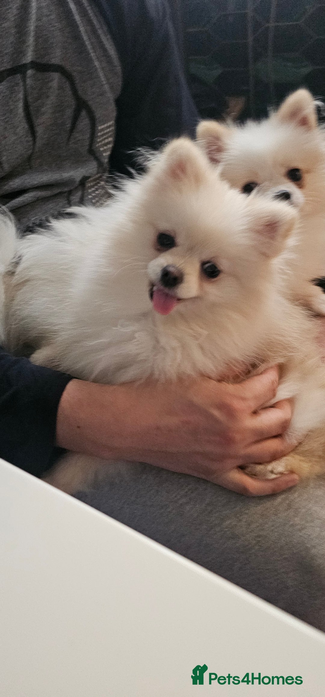 Pomeranian dogs for sale: Beautiful  ** -Size Pomeranian Girl - Image 2