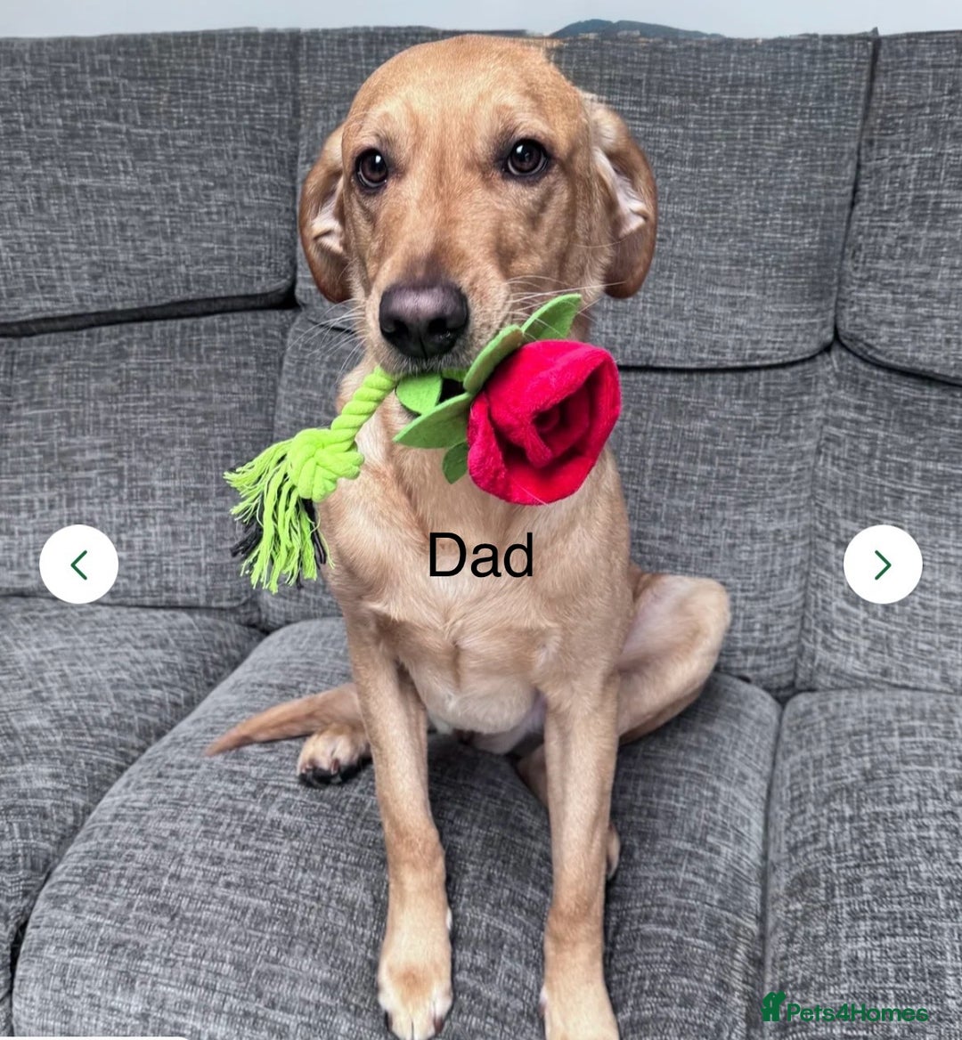 Labrador Retriever dogs for sale: Our beautiful Maggie is having babies 🐾 - Image 8