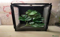 Praying Mantis invertebrates for sale: Ghost mantis  - Image 8