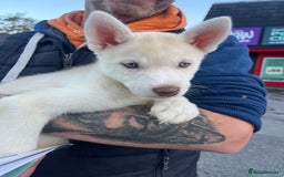 Siberian Husky dogs for sale: Beautiful Siberian Huskies- Last 4 Reduced!! - Image 10