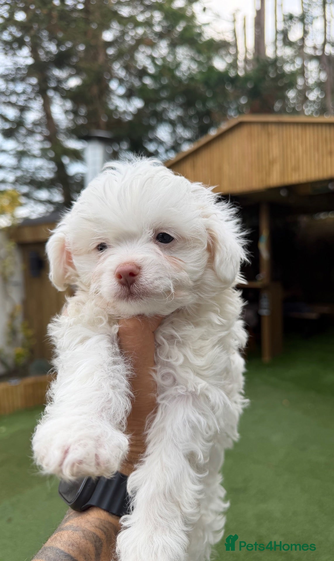 Maltipoo dogs 🐾✨ ADORABLE MALTIPOO PUPPIES 🐾✨ - Advert 2